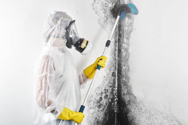 Best Water Damage & Mold Remediation  in Forsyth, IL