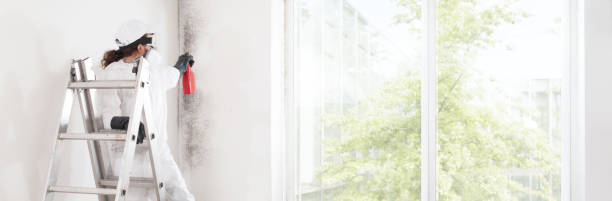  Forsyth, IL Mold Removal Pros