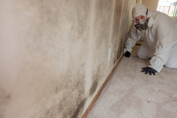 Best Basement Mold Removal  in Forsyth, IL